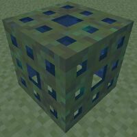 "A picture of Living Sponge"